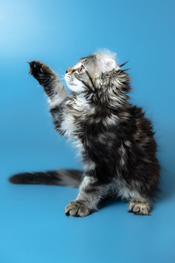 Umi | Maine Coon Kitten