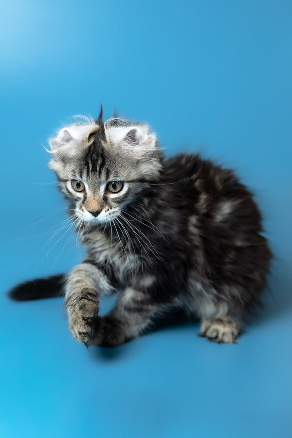 Umi | Maine Coon Kitten
