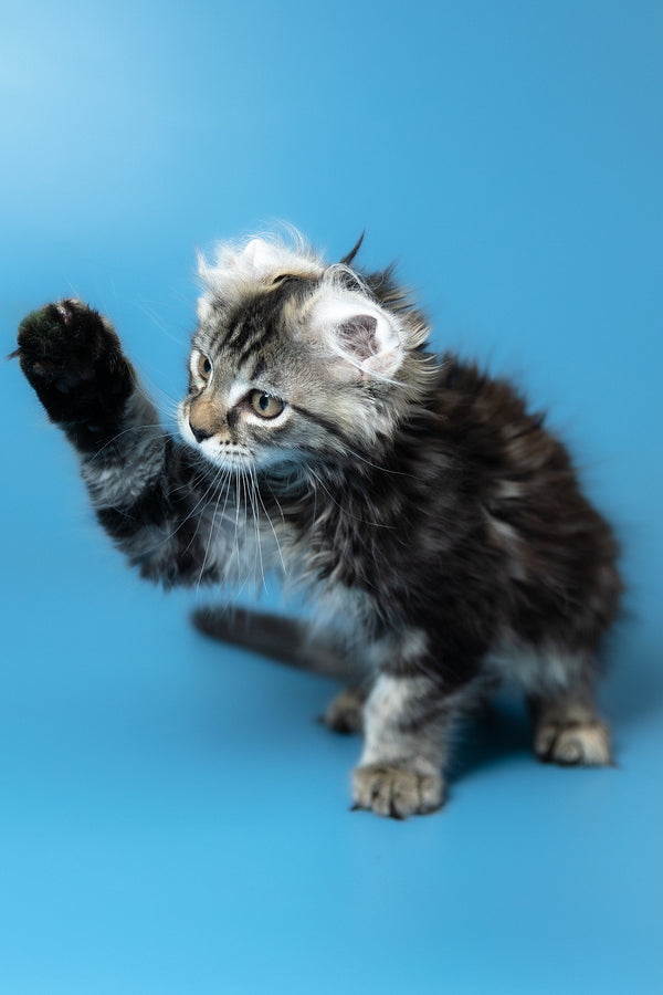 Umi | Maine Coon Kitten