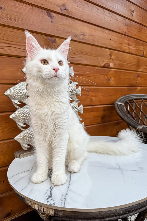 Undina | Maine Coon Kitten