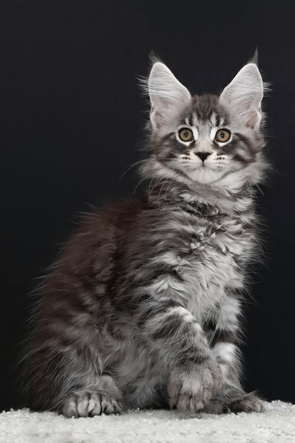 Urman | Polydactyl Maine Coon Kitten