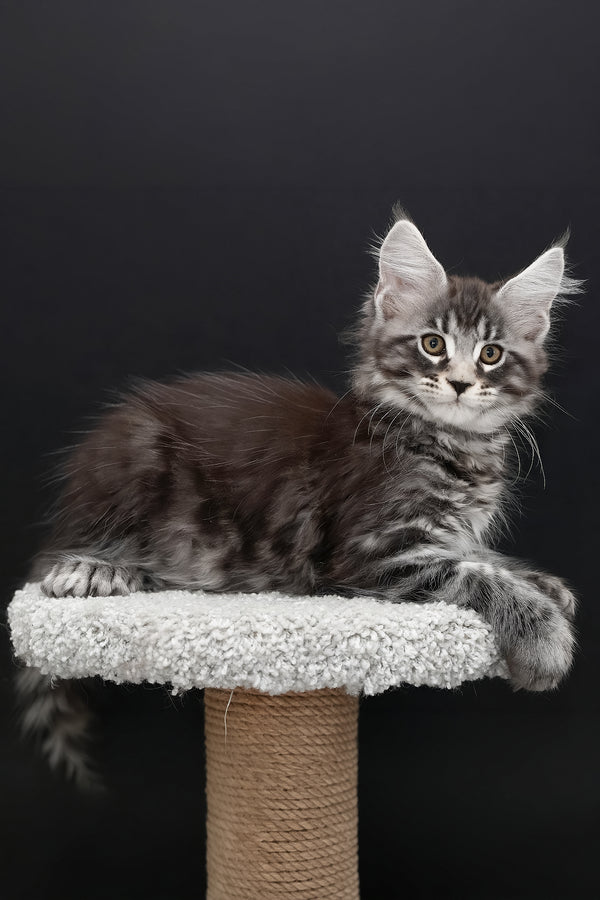 Urman | Polydactyl Maine Coon Kitten