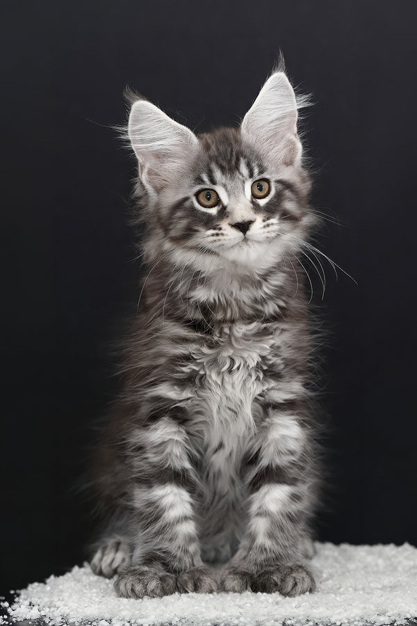 Urman | Polydactyl Maine Coon Kitten