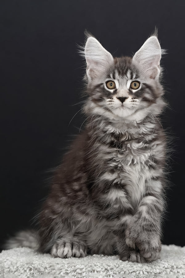 Urman | Polydactyl Maine Coon Kitten