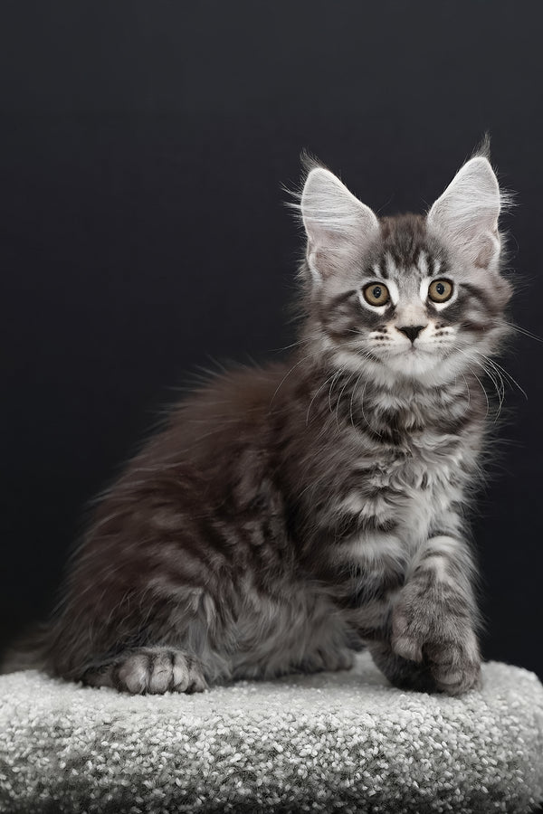 Urman | Polydactyl Maine Coon Kitten