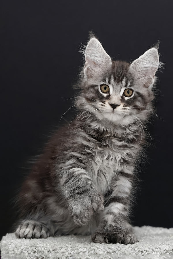 Urman | Polydactyl Maine Coon Kitten
