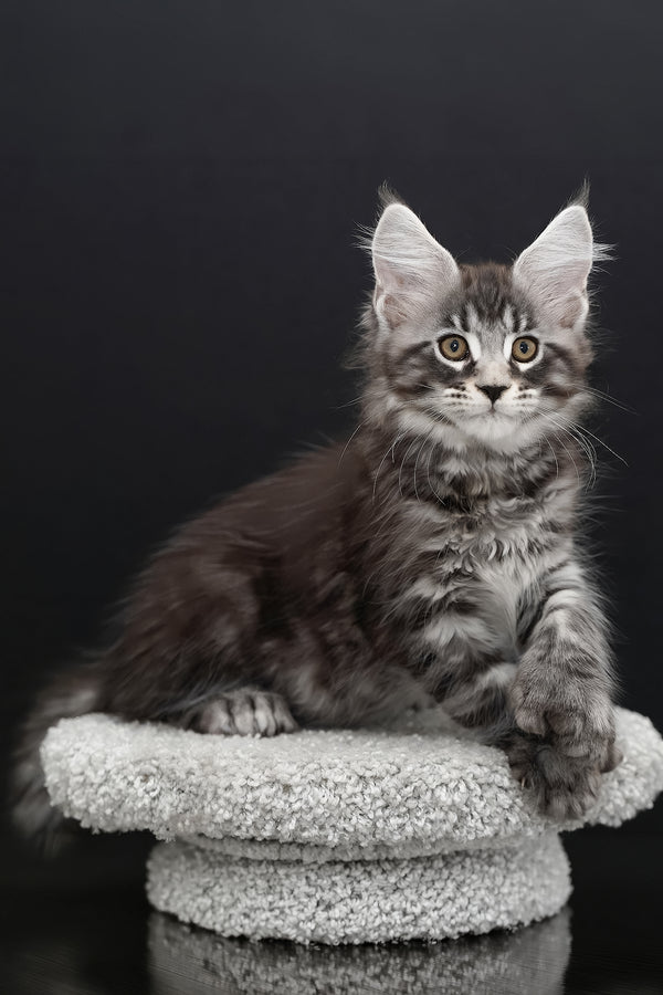 Urman | Polydactyl Maine Coon Kitten