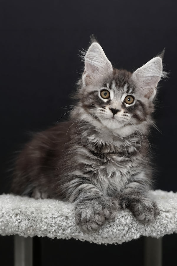 Urman | Polydactyl Maine Coon Kitten