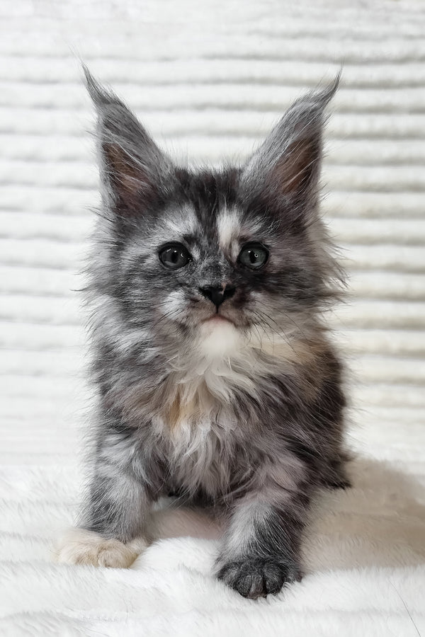 Ursina | Maine Coon Kitten