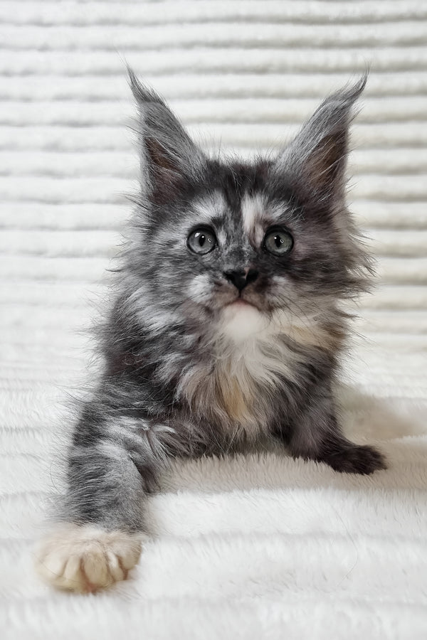 Ursina | Maine Coon Kitten