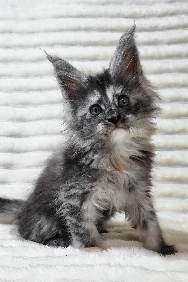Ursina | Maine Coon Kitten