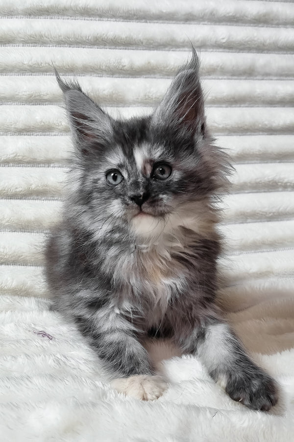 Ursina | Maine Coon Kitten