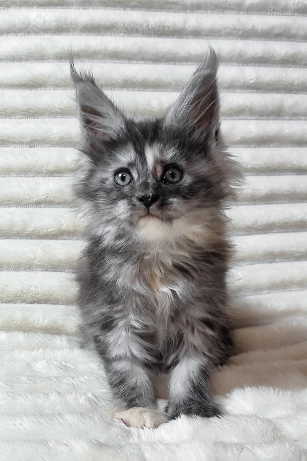 Ursina | Maine Coon Kitten