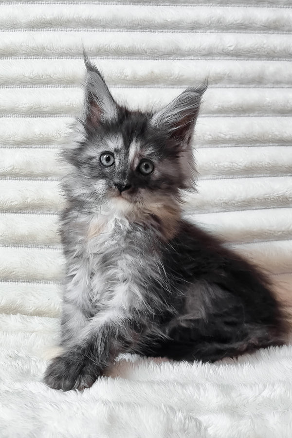 Ursina | Maine Coon Kitten