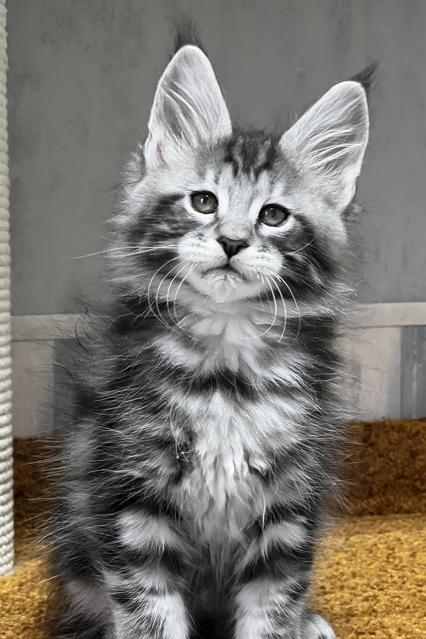 Usman | Maine Coon Kitten