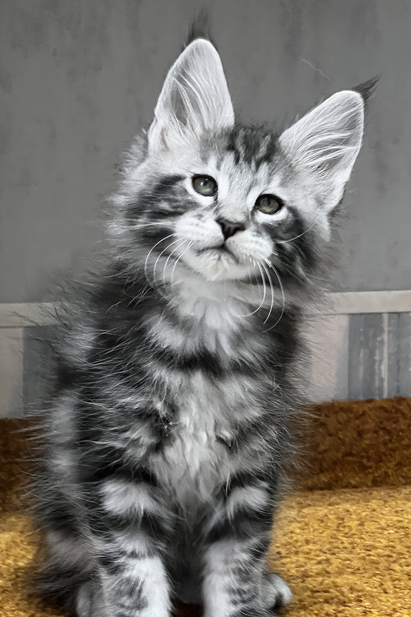 Usman | Maine Coon Kitten