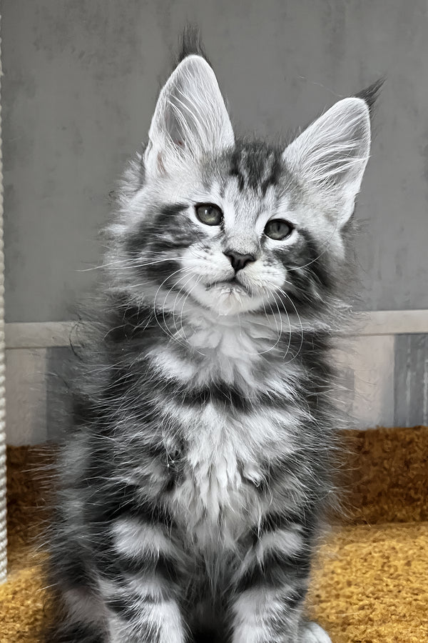Usman | Maine Coon Kitten