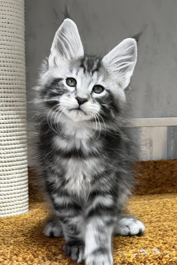 Usman | Maine Coon Kitten