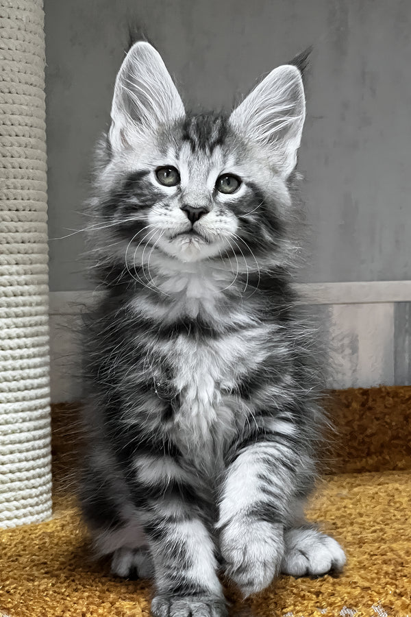 Usman | Maine Coon Kitten