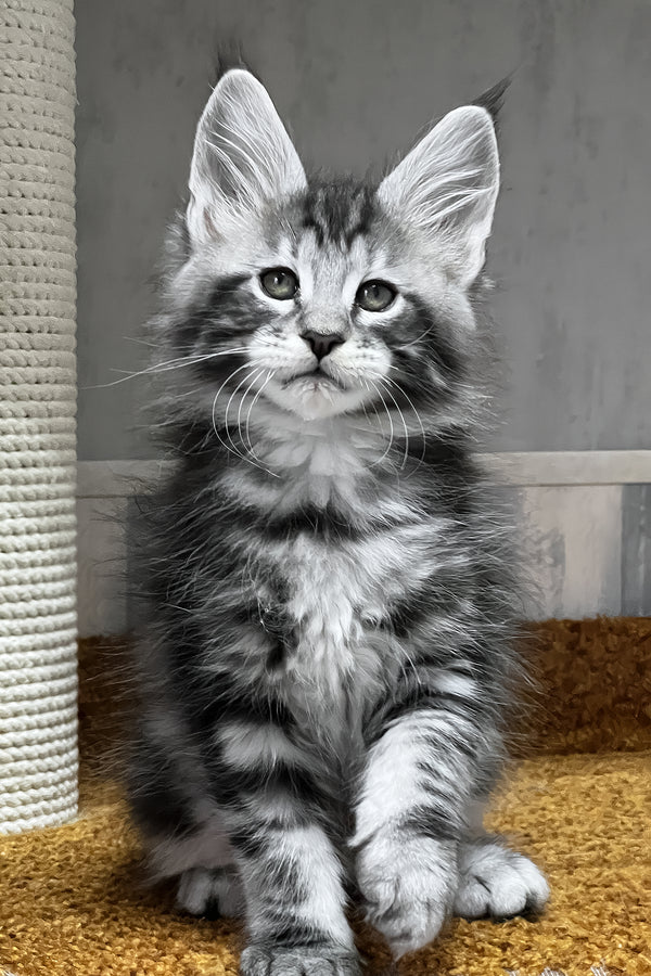 Usman | Maine Coon Kitten