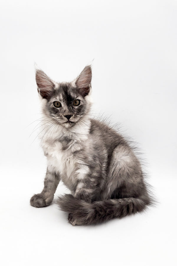 Vangog | Maine Coon Kitten