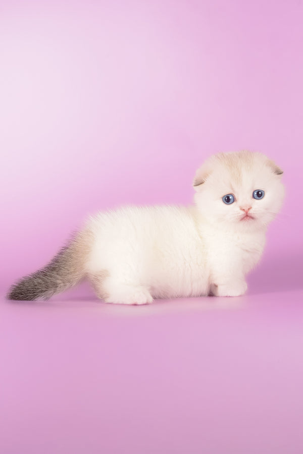 Vanilla | Munchkin Fold Kitten
