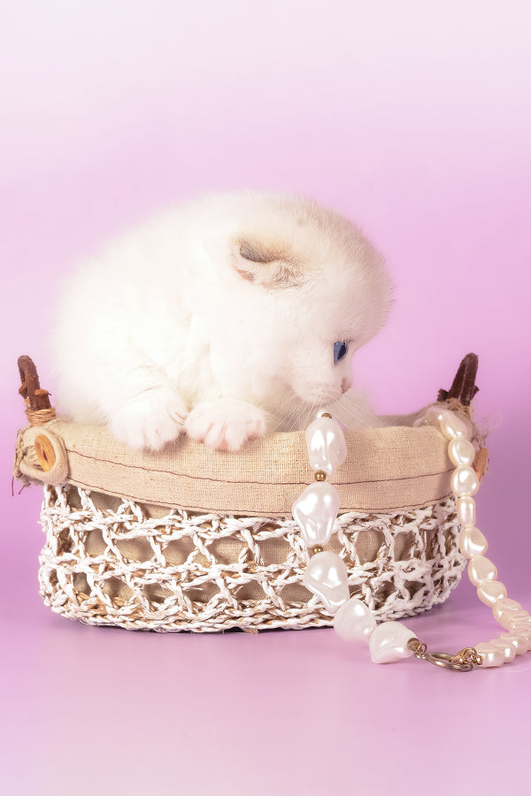 Vanilla | Munchkin Fold Kitten