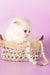 Vanilla | Munchkin Fold Kitten