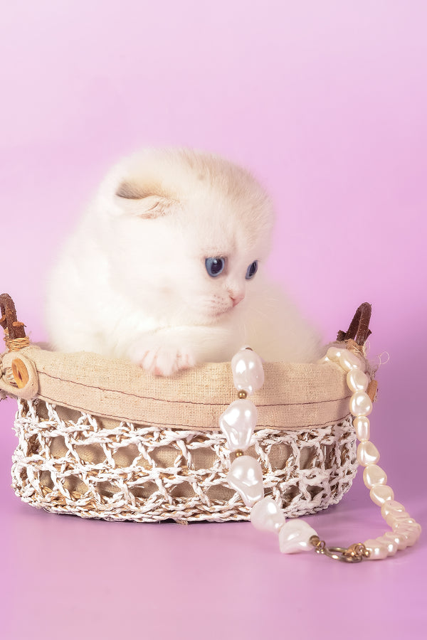 Vanilla | Munchkin Fold Kitten