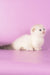 Vanilla | Munchkin Fold Kitten