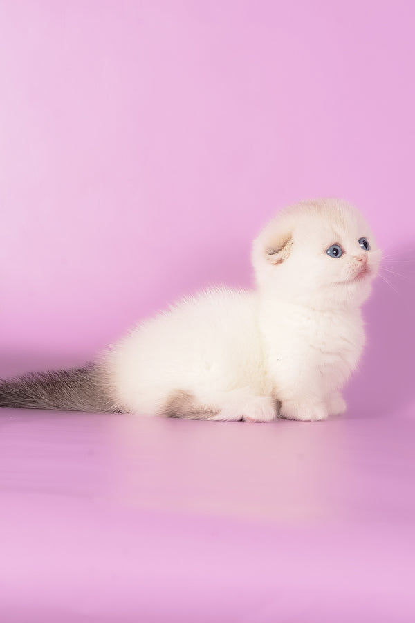 Vanilla | Munchkin Fold Kitten