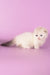 Vanilla | Munchkin Fold Kitten