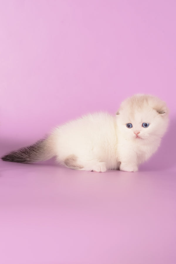 Vanilla | Munchkin Fold Kitten