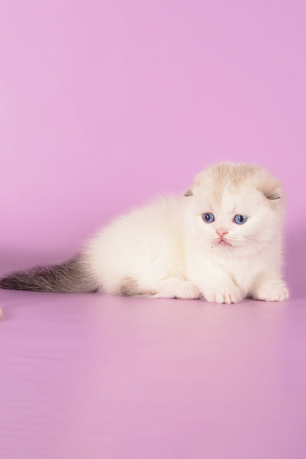 Vanilla | Munchkin Fold Kitten