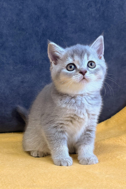 Violeta | Scottish Straight Kitten