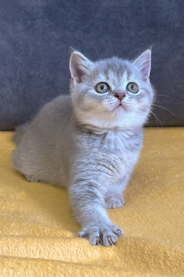 Violeta | Scottish Straight Kitten