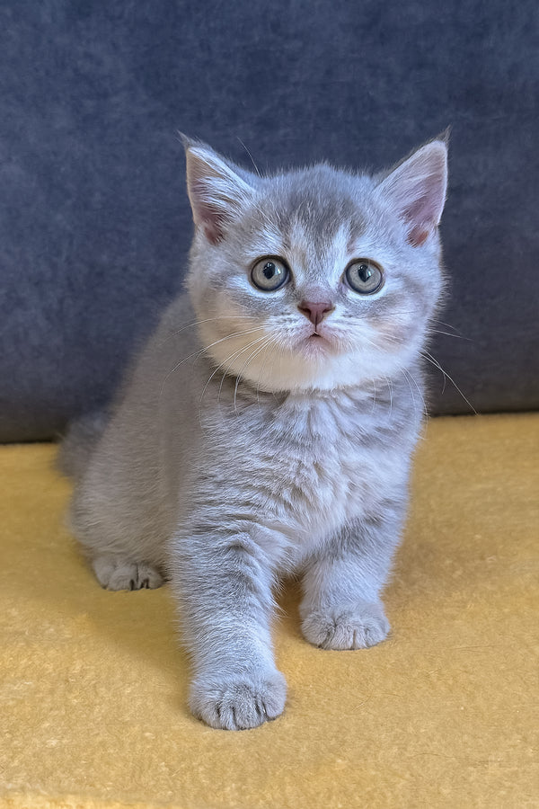 Violeta | Scottish Straight Kitten