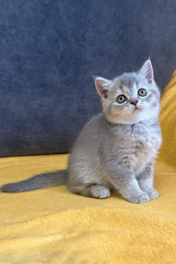 Violeta | Scottish Straight Kitten