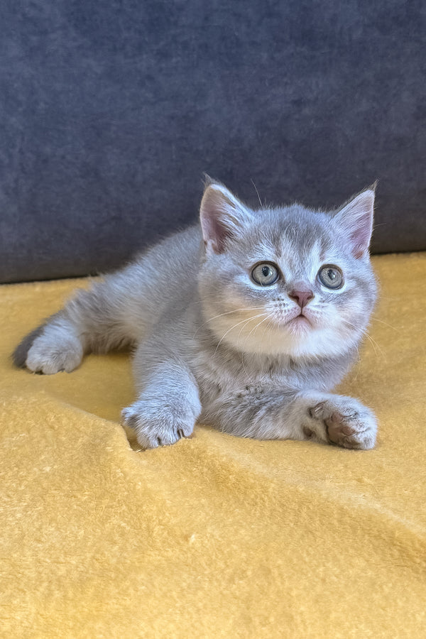 Violeta | Scottish Straight Kitten