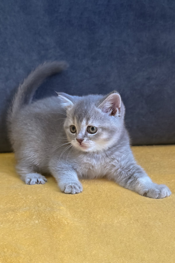 Violeta | Scottish Straight Kitten