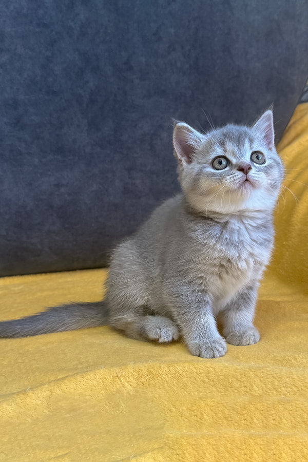 Violeta | Scottish Straight Kitten