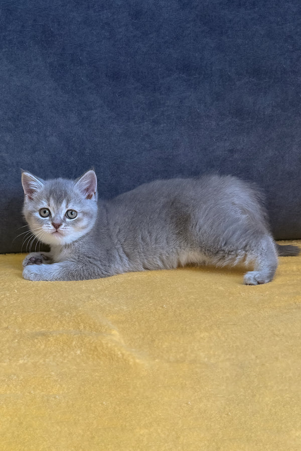 Violeta | Scottish Straight Kitten