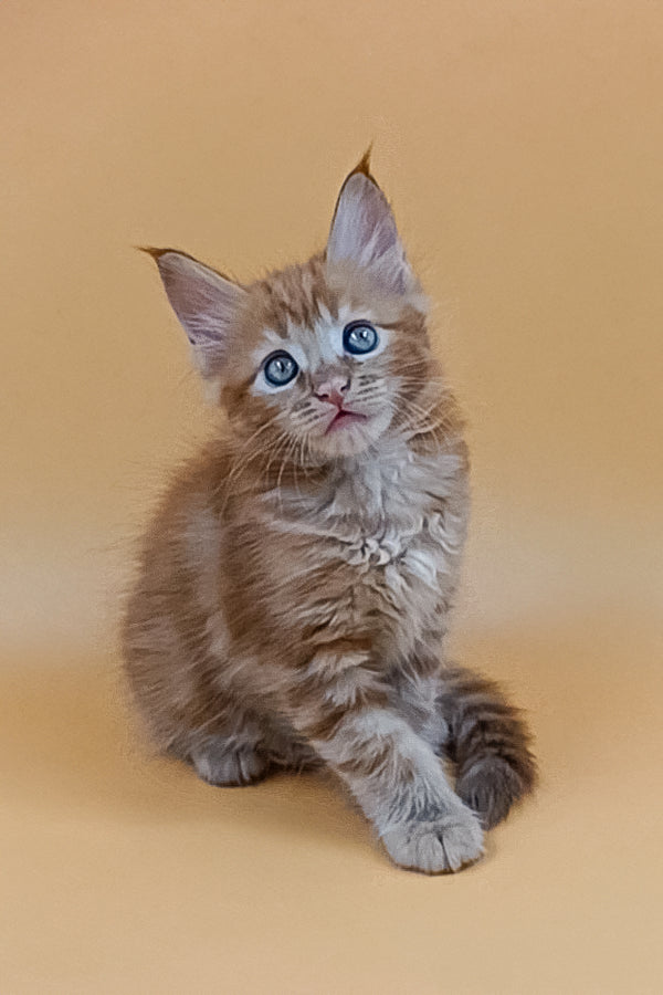 Virginia | Maine Coon Kitten