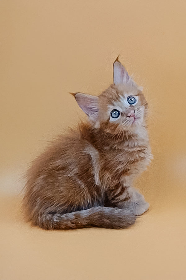 Virginia | Maine Coon Kitten