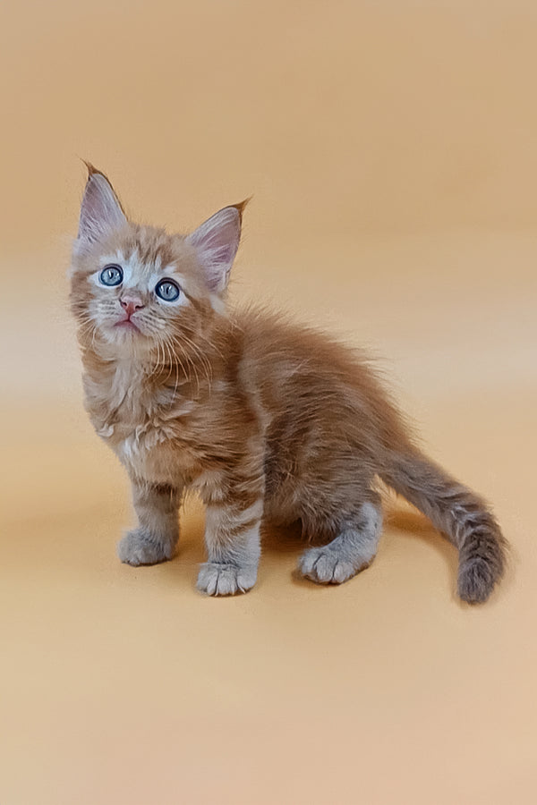Virginia | Maine Coon Kitten