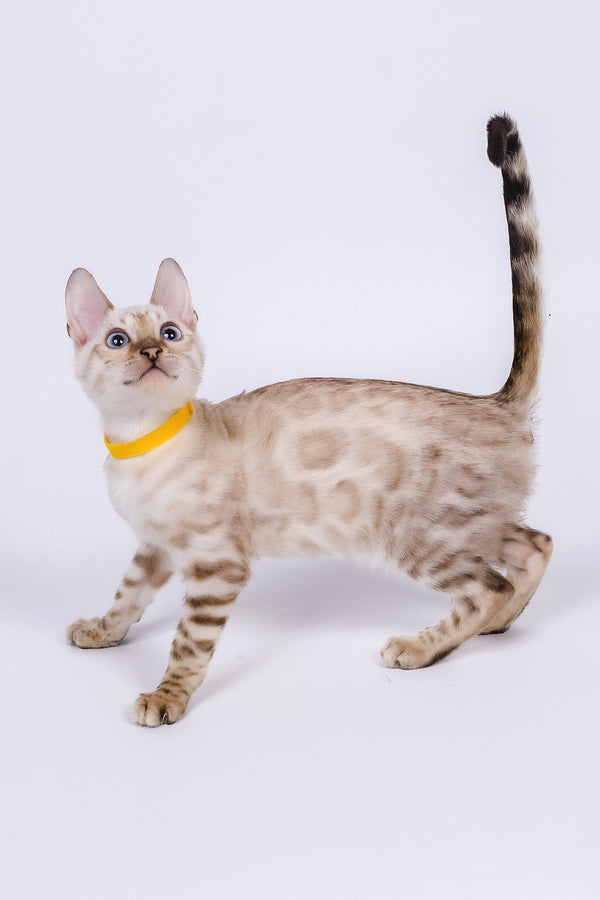 Walter | Bengal Kitten