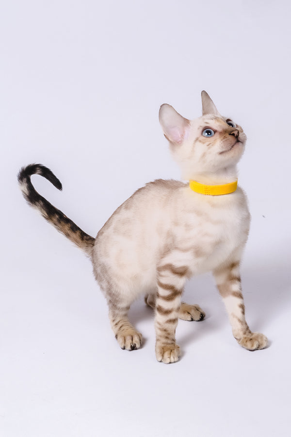 Walter | Bengal Kitten