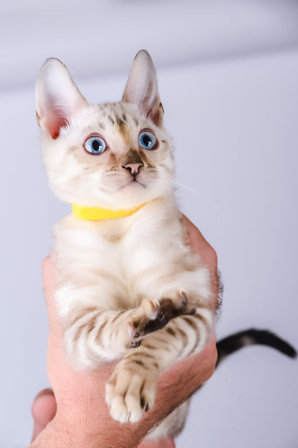 Walter | Bengal Kitten
