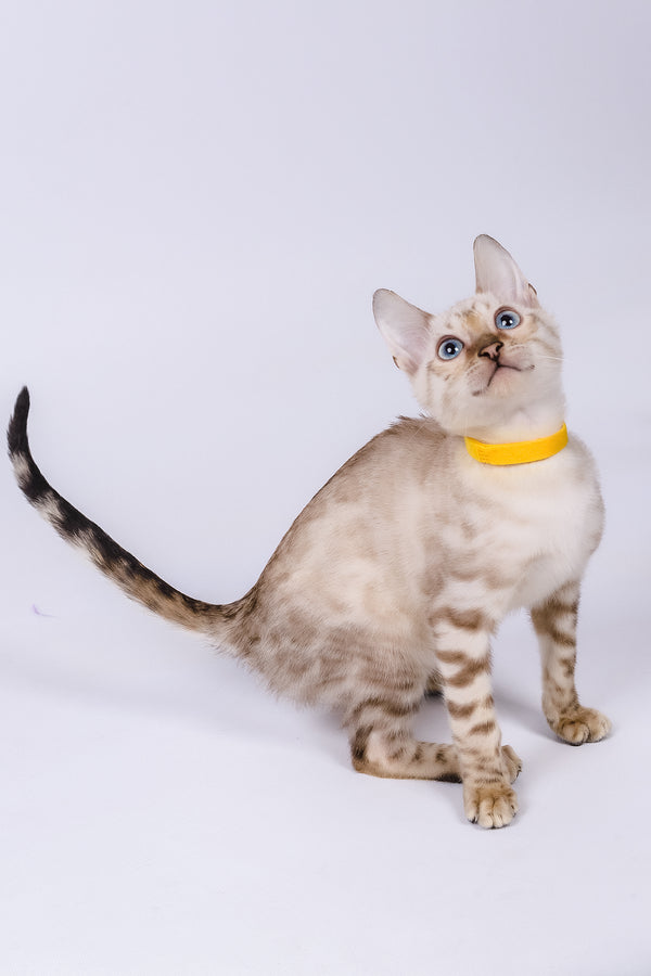 Walter | Bengal Kitten
