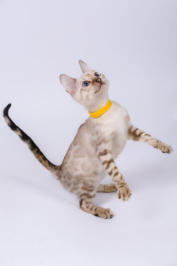 Walter | Bengal Kitten